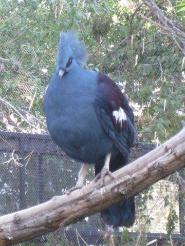 Crown Pigeon